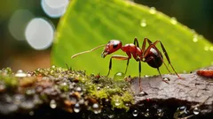 Myror på tomten? Här är ett tips som gör att du slipper dem på länge!